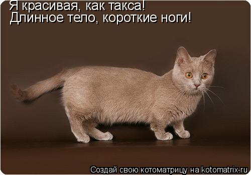 Я красивая, как такса! Длинное тело, короткие ноги!... Котоматрица: Я красивая, как такса! Длинное тело, короткие ноги!