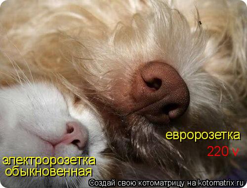 евророзетка 220 v обыкновенная электророзетка... Котоматрица: евророзетка 220 v обыкновенная электророзетка