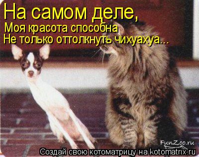 На самом деле, Моя красота способна Не только оттолкнуть чихуахуа...... Котоматрица: На самом деле, Моя красота способна Не только оттолкнуть чихуахуа...