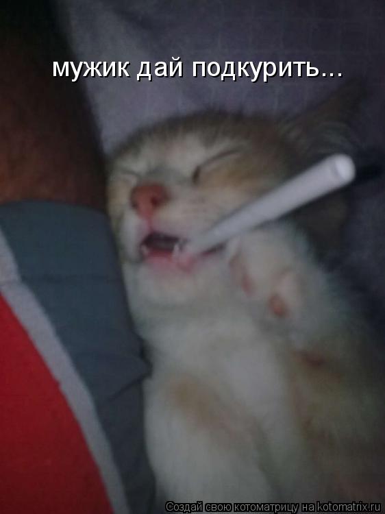 мужик дай подкурить...... Котоматрица: мужик дай подкурить...