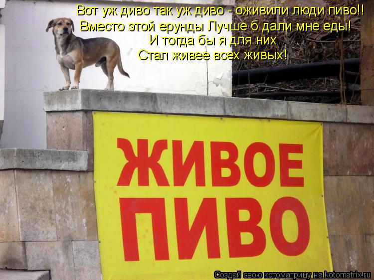 Вот уж диво так уж диво - оживили люди пиво!! Вместо этой ерунды Лучше б дали мне еды! И тогда бы я д... Котоматрица: Вот уж диво так уж диво - оживили люди пиво!! Вместо этой ерунды Лучше б дали мне еды! И тогда бы я для них Стал живее всех живых!