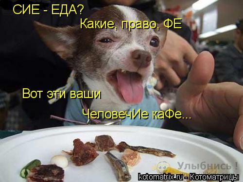 Вот эти ваши ЧеловечИе каФе... СИЕ - ЕДА? Какие, право, ФЕ... Котоматрица: Вот эти ваши ЧеловечИе каФе... СИЕ - ЕДА? Какие, право, ФЕ
