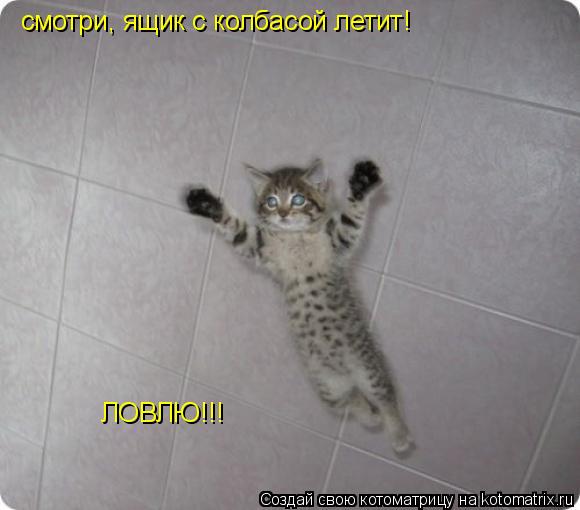 смотри, ящик с колбасой летит! ЛОВЛЮ!!!... Котоматрица: смотри, ящик с колбасой летит! ЛОВЛЮ!!!