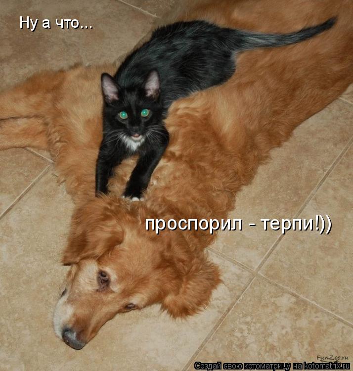 Ну а что... проспорил - терпи!))... Котоматрица: Ну а что... проспорил - терпи!))