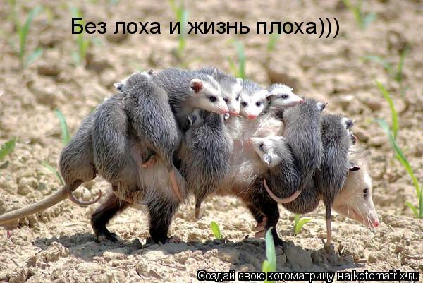 Без лоха и жизнь плоха)))... Котоматрица: Без лоха и жизнь плоха)))