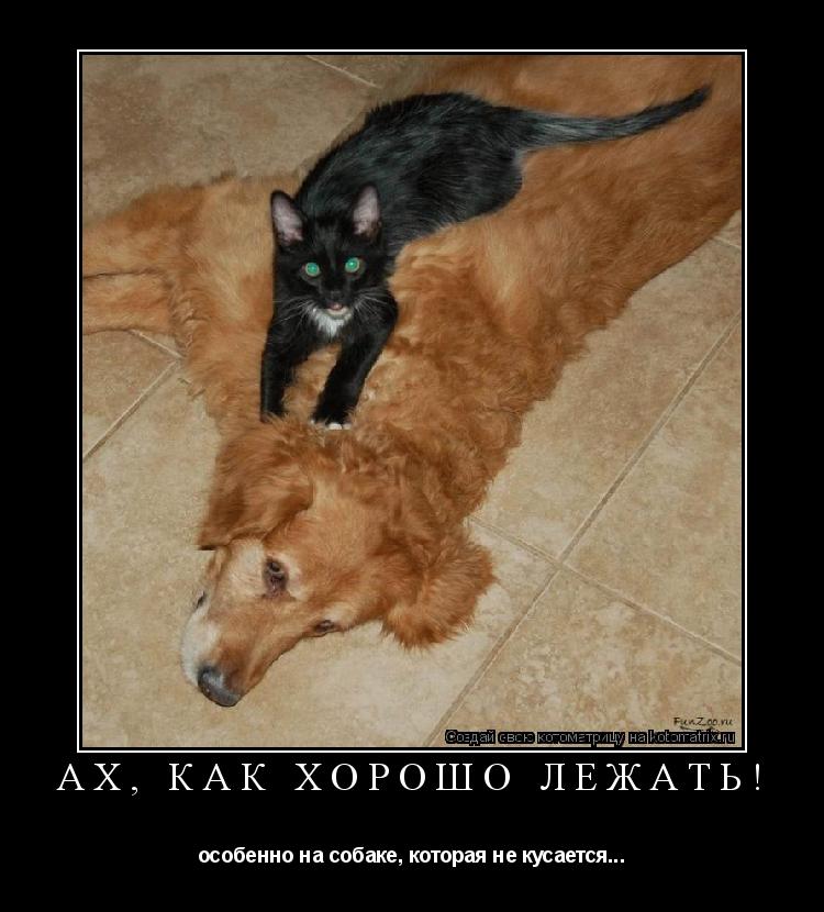 Ах, как хорошо лежать! особенно на собаке, которая не кусается...... Котоматрица: Ах, как хорошо лежать! особенно на собаке, которая не кусается...