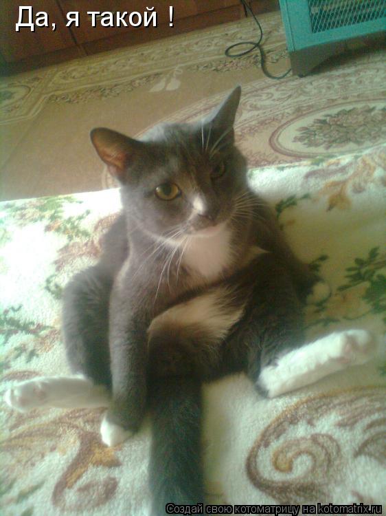 Да, я такой !... Котоматрица: Да, я такой !