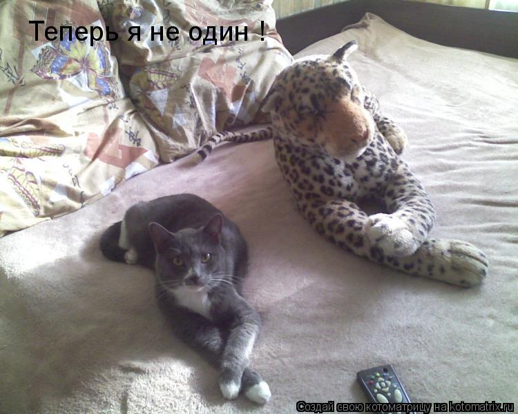 Теперь я не один !... Котоматрица: Теперь я не один !