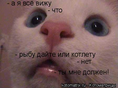 - а я всё вижу - что - рыбу дайте или котлету - нет - ты мне должен!... Котоматрица: - а я всё вижу - что - рыбу дайте или котлету - нет - ты мне должен!