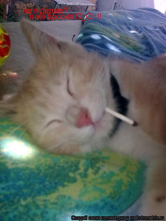 чо я делаю? чо я делаю? я же бросил О_О!!!!... Котоматрица: чо я делаю? чо я делаю? я же бросил О_О!!!!