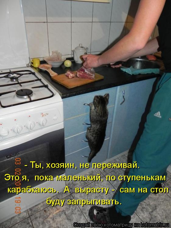 - Ты, хозяин, не переживай. Это я, пока маленький, по ступенькам карабкаюсь. А вырасту - сам на с... Котоматрица: - Ты, хозяин, не переживай. Это я, пока маленький, по ступенькам карабкаюсь. А вырасту - сам на стол буду запрыгивать.