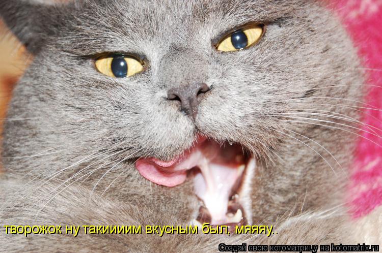 творожок ну такиииим вкусным был, мяяяу..... Котоматрица: творожок ну такиииим вкусным был, мяяяу..