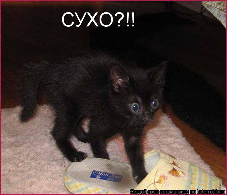 СУХО?!!... Котоматрица: СУХО?!!