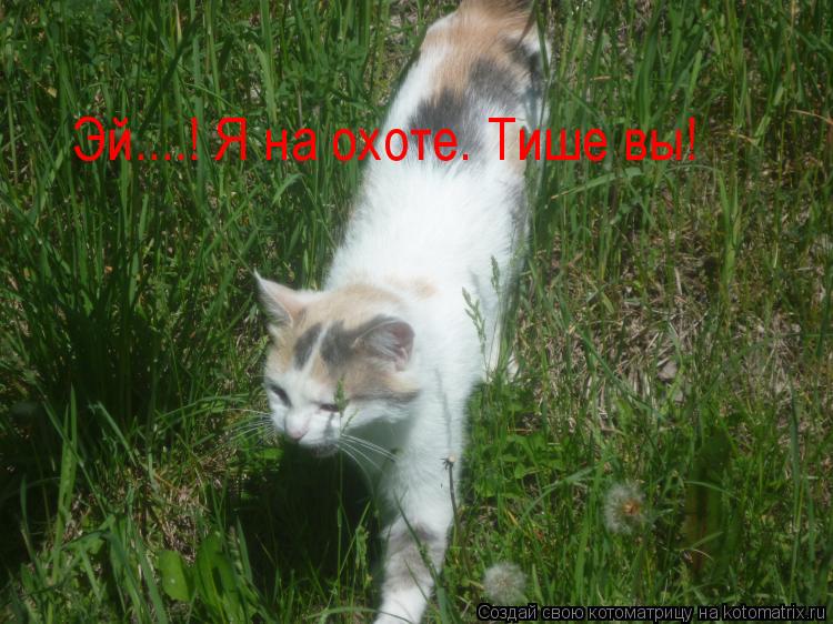 Эй....! Я на охоте. Тише вы!... Котоматрица: Эй....! Я на охоте. Тише вы!