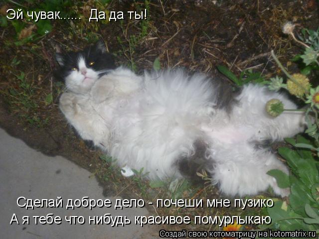 Эй чувак...... Да да ты! Сделай доброе дело - почеши мне пузико А я тебе что нибудь красивое помурл... Котоматрица: Эй чувак...... Да да ты! Сделай доброе дело - почеши мне пузико А я тебе что нибудь красивое помурлыкаю