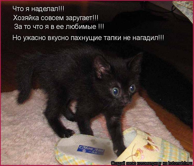 Что я наделал!!! Хозяйка совсем заругает!!! Но ужасно вкусно пахнущие тапки не нагадил!!! За то что я... Котоматрица: Что я наделал!!! Хозяйка совсем заругает!!! Но ужасно вкусно пахнущие тапки не нагадил!!! За то что я в ее любимые !!!