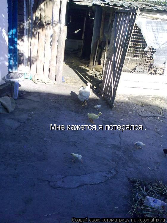 Мне кажется,я потерялся ...... Котоматрица: Мне кажется,я потерялся ...