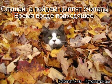 Время вроде подходящее. Слушай, а пойдём цыплят считать!... Котоматрица: Время вроде подходящее. Слушай, а пойдём цыплят считать!