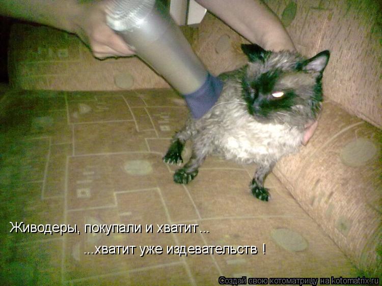 Живодеры, покупали и хватит ...хватит уже издевательств ... !... Котоматрица: Живодеры, покупали и хватит ...хватит уже издевательств ... !