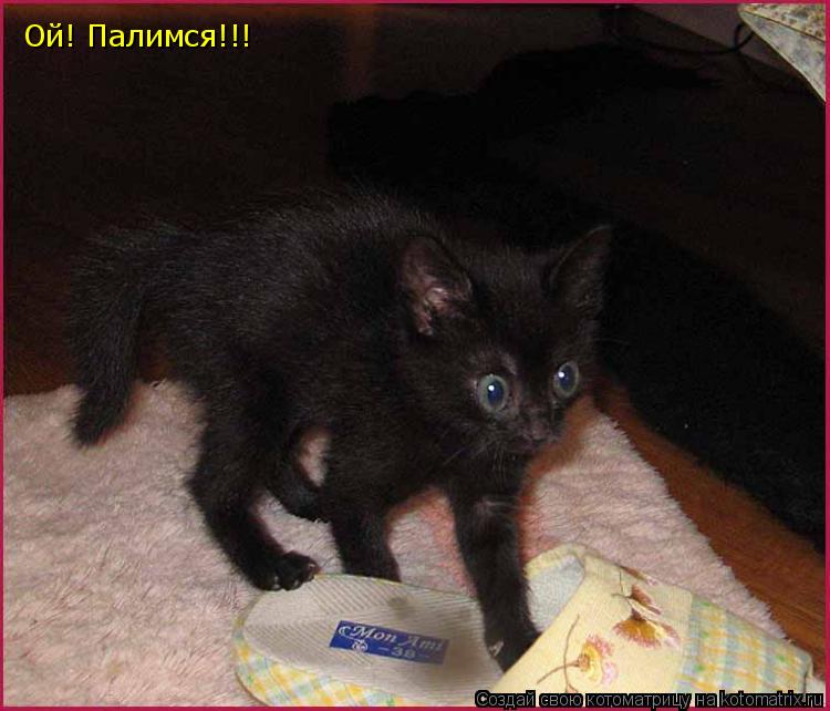 Ой! Палимся!!!... Котоматрица: Ой! Палимся!!!