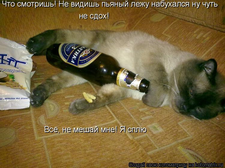 Что смотришь! Не видишь пьяный лежу набухался ну чуть не сдох! Всё, не мешай мне! Я сплю... Котоматрица: Что смотришь! Не видишь пьяный лежу набухался ну чуть не сдох! Всё, не мешай мне! Я сплю
