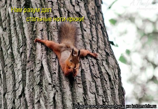 Нам разум дал стальные ноги-крюки!... Котоматрица: Нам разум дал стальные ноги-крюки!