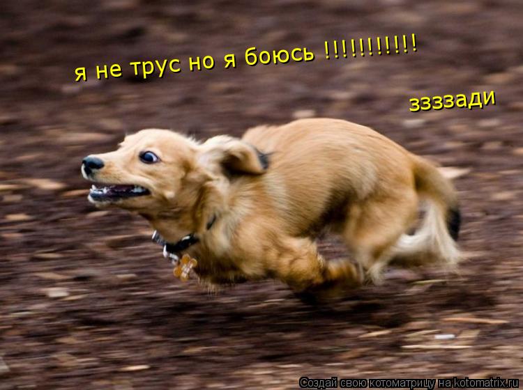 я не трус но я боюсь !!!!!!!!!!! ззззади... Котоматрица: я не трус но я боюсь !!!!!!!!!!! ззззади