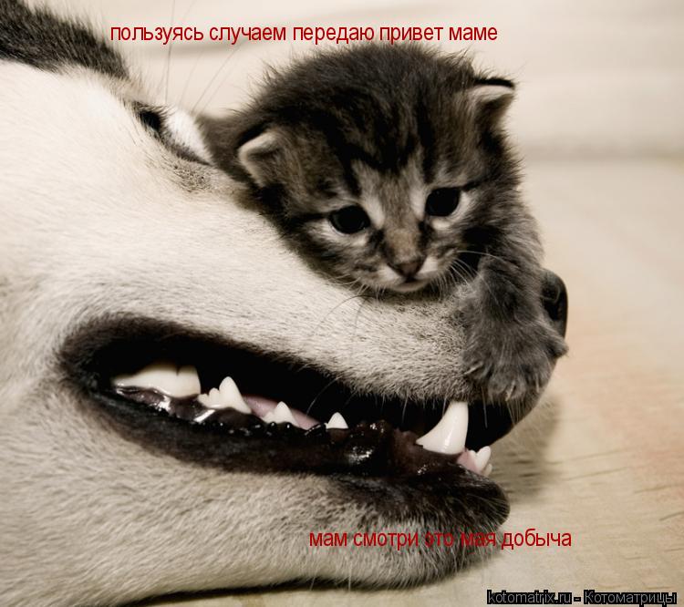 мам смотри это мая добыча пользуясь случаем передаю привет маме... Котоматрица: мам смотри это мая добыча пользуясь случаем передаю привет маме