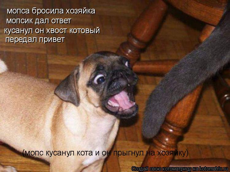 мопса бросила хозяйка мопсик дал ответ кусанул он хвост котовый передал привет (мопс кусанул кота и о... Котоматрица: мопса бросила хозяйка мопсик дал ответ кусанул он хвост котовый передал привет (мопс кусанул кота и он прыгнул на хозяйку)