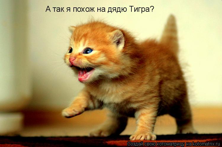 А так я похож на дядю Тигра?... Котоматрица: А так я похож на дядю Тигра?