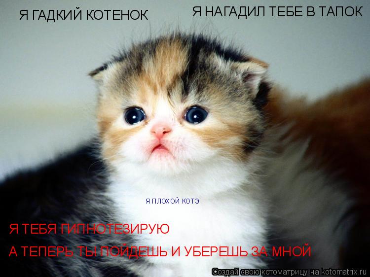 Котоматрица: Я ГАДКИЙ КОТЕНОК Я НАГАДИЛ ТЕБЕ В ТАПОК Я ТЕБЯ ГИПНОТЕЗИРУЮ А ТЕПЕРЬ ТЫ ПОЙДЕШЬ И УБЕРЕШЬ ЗА МНОЙ Я ПЛОХОЙ КОТЭ