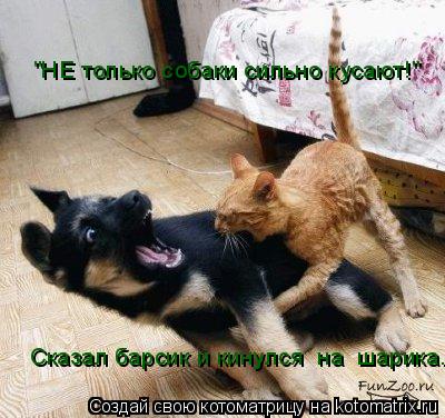 "НЕ только собаки сильно кусают!" Сказал барсик и кинулся на шарика.... Котоматрица: "НЕ только собаки сильно кусают!" Сказал барсик и кинулся на шарика.