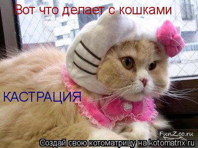 Вот что делает с кошками КАСТРАЦИЯ... Котоматрица: Вот что делает с кошками КАСТРАЦИЯ