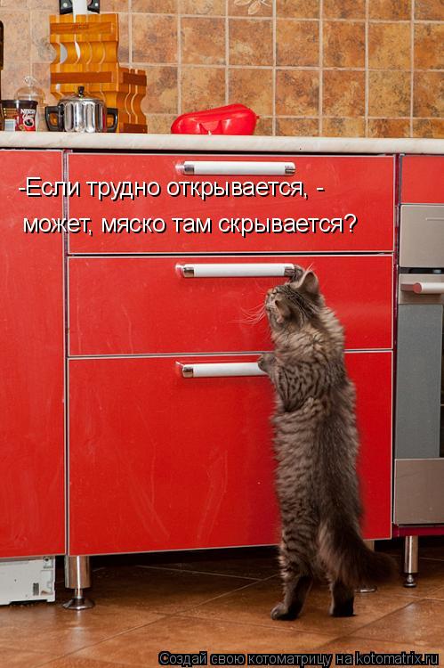 -Если трудно открывается, - может, мяско там скрывается?... Котоматрица: -Если трудно открывается, - может, мяско там скрывается?
