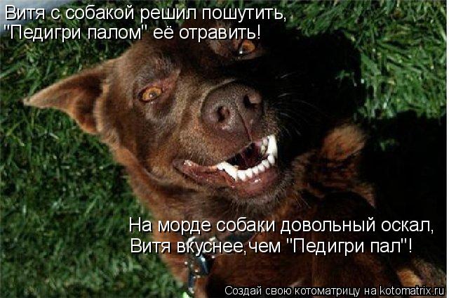 Витя с собакой решил пошутить, "Педигри палом" её отравить! На морде собаки довольный оскал, Витя вку... Котоматрица: Витя с собакой решил пошутить, "Педигри палом" её отравить! На морде собаки довольный оскал, Витя вкуснее,чем "Педигри пал"!