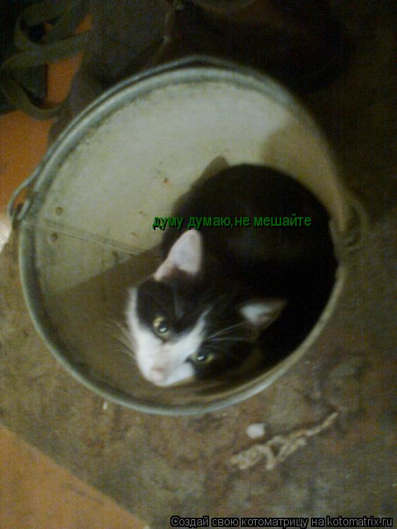 думу думаю,не мешайте... Котоматрица: думу думаю,не мешайте