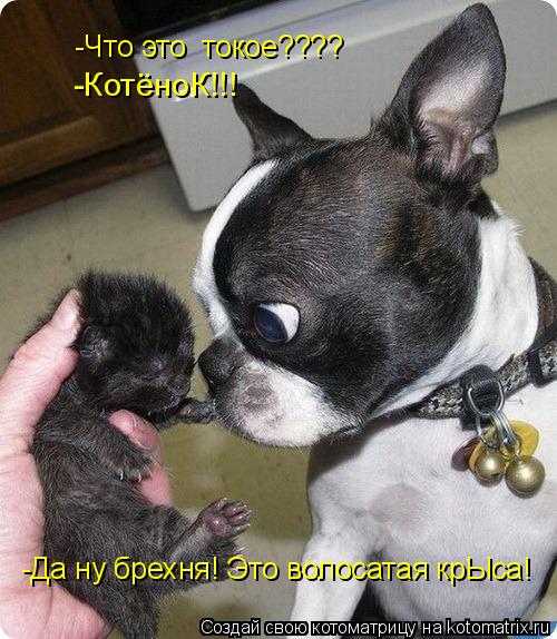 -Что это токое???? -КотёноК!!! -Да ну брехня! Это волосатая крЫса!... Котоматрица: -Что это токое???? -КотёноК!!! -Да ну брехня! Это волосатая крЫса!