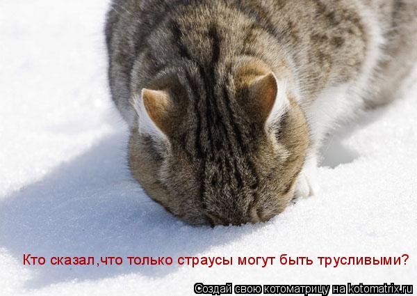 Кто сказал,что только страусы могут быть трусливыми?... Котоматрица: Кто сказал,что только страусы могут быть трусливыми?
