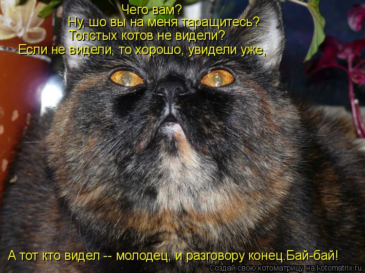 Чего вам? Ну, шо вы на меня таращитесь? Толстых котов не видели? Если не видели, то хорошо, увидели у... Котоматрица: Чего вам? Ну, шо вы на меня таращитесь? Толстых котов не видели? Если не видели, то хорошо, увидели уже, А тот кто видел -- молодец, и разговору к