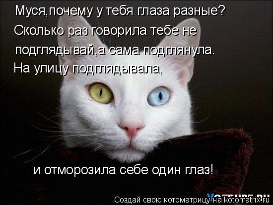 Муся,почему у тебя глаза разные? Сколько раз говорила тебе не подглядывай,а сама подглянула. На улиц... Котоматрица: Муся,почему у тебя глаза разные? Сколько раз говорила тебе не подглядывай,а сама подглянула. На улицу подглядывала, и отморозила себе один