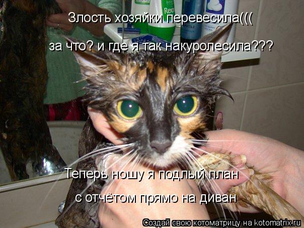 за что? и где я так накуролесила??? Злость хозяйки перевесила((( Теперь ношу я подлый план с отчётом ... Котоматрица: за что? и где я так накуролесила??? Злость хозяйки перевесила((( Теперь ношу я подлый план с отчётом прямо на диван