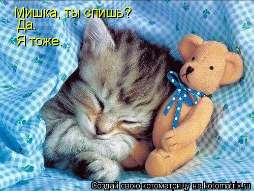 Мишка, ты спишь? Да. Да. Я тоже.... Котоматрица: Мишка, ты спишь? Да. Да. Я тоже.