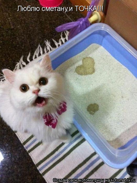 Люблю сметану,и ТОЧКА!!!... Котоматрица: Люблю сметану,и ТОЧКА!!!