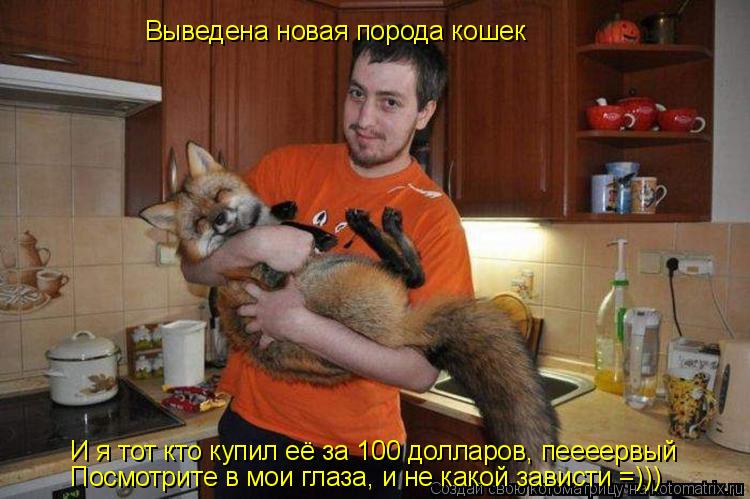 Выведена новая порода кошек И я тот кто купил её за 100 долларов, пеееервый Посмотрите в мои глаза, и... Котоматрица: Выведена новая порода кошек И я тот кто купил её за 100 долларов, пеееервый Посмотрите в мои глаза, и не какой зависти =)))