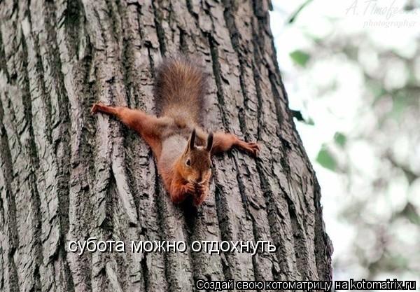 субота можно отдохнуть... Котоматрица: субота можно отдохнуть