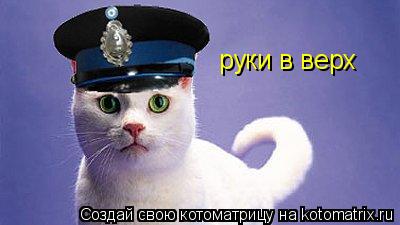 руки в верх... Котоматрица: руки в верх
