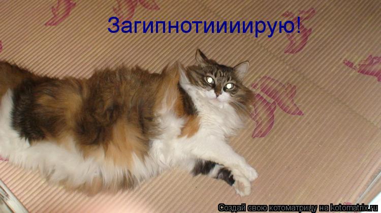 Загипнотиииирую!... Котоматрица: Загипнотиииирую!