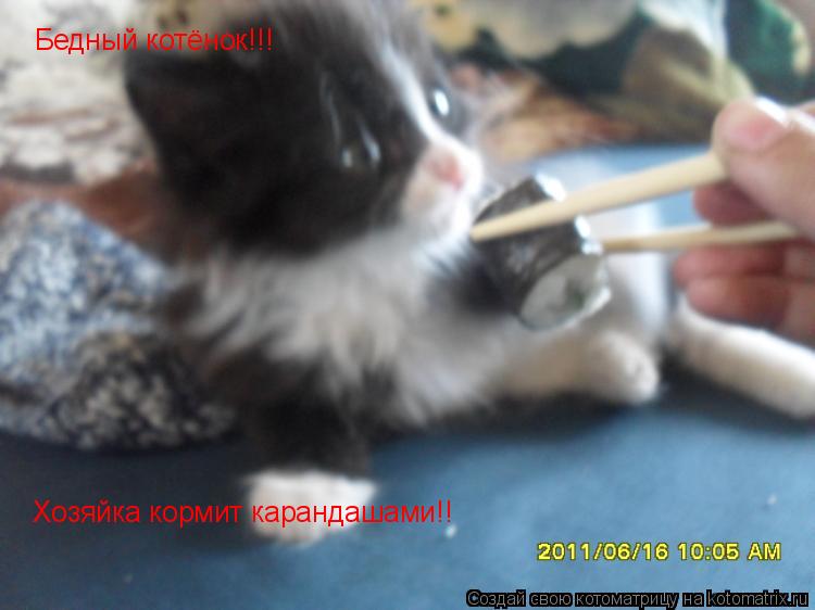 Бедный котёнок!!! Хозяйка кормит карандашами!!... Котоматрица: Бедный котёнок!!! Хозяйка кормит карандашами!!