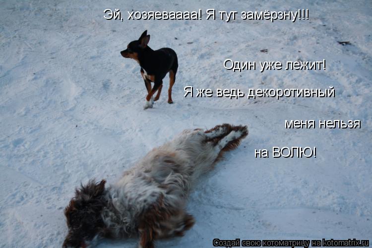 Один уже лежит! Я же ведь декоротивный меня нельзя Эй, хозяеваааа! Я тут замёрзну!!! на ВОЛЮ!... Котоматрица: Один уже лежит! Я же ведь декоротивный меня нельзя Эй, хозяеваааа! Я тут замёрзну!!! на ВОЛЮ!