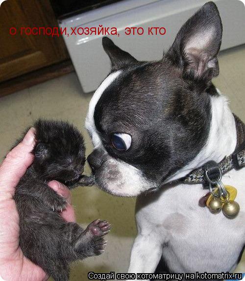 о господи,хозяйка, это кто... Котоматрица: о господи,хозяйка, это кто